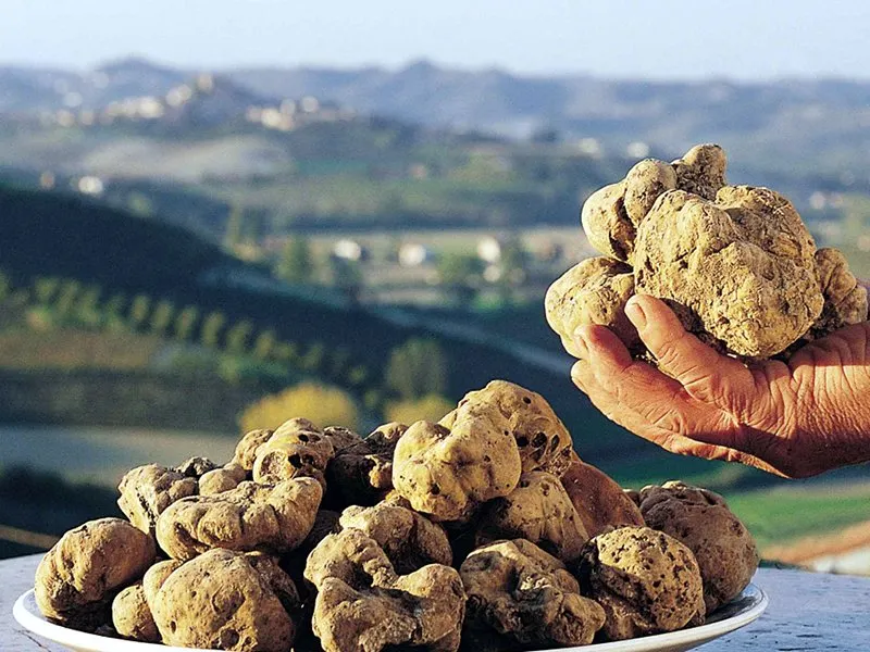 White truffle, Alba season